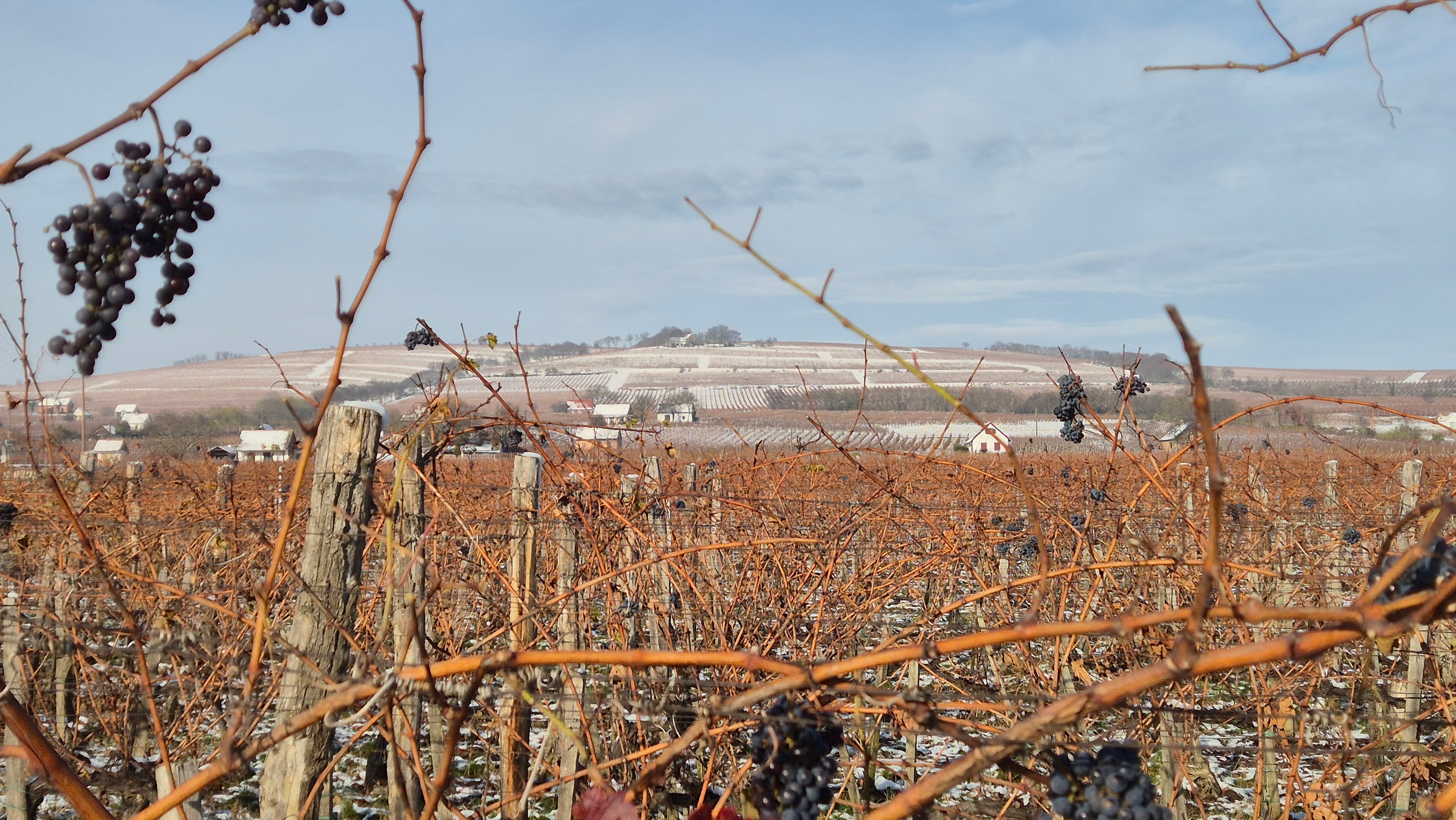 Villányi téli tájkép CardinalBor